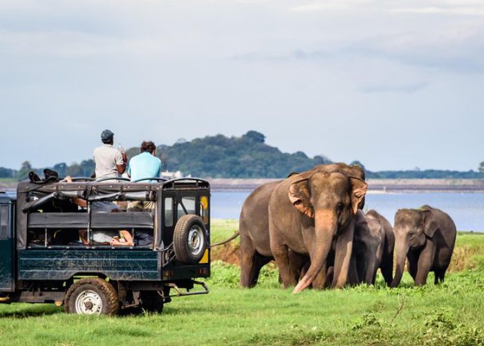 Elephants (1)