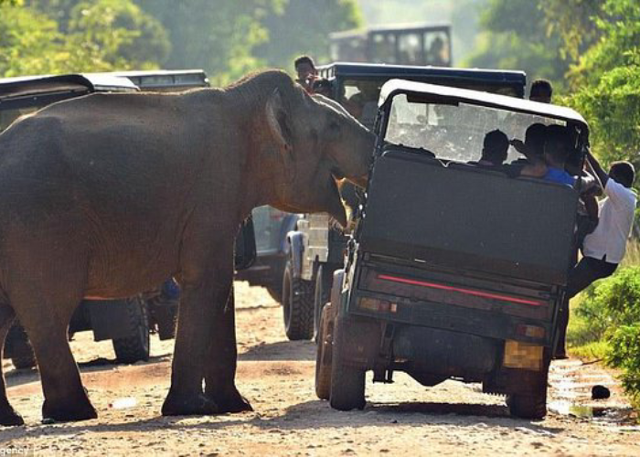 Elephants (2)